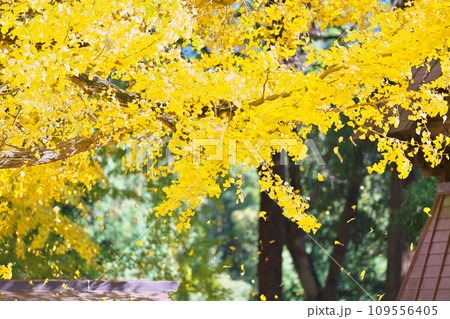 西蓮寺の秋 109556405