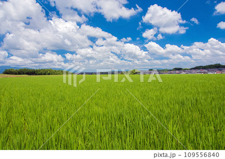 《雲のある風景》夏の青空と郊外の田園風景 109556840