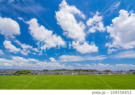 《雲のある風景》郊外の田んぼに広がる夏の青空 109556852
