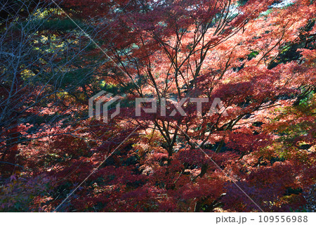 勿来の関 2022-11-27 #30 勿来の関 2022-11-27 #30 109556988