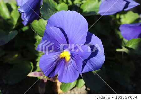 秋の庭に咲く青色のパンジーの花 秋の庭に咲く青色のパンジーの花 109557034