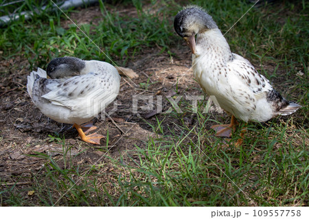 Group of Bantam baby chicks in the yard  109557758