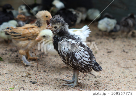 Group of Bantam baby chicks in the yard Group of Bantam baby chicks in the yard 109557778