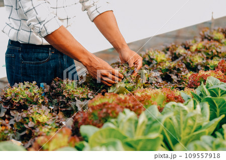 Young Asian woman and senior man farmer working together in organic hydroponic salad vegetable farm. Modern vegetable garden owner using digital tablet inspect quality of lettuce in greenhouse garden. Young Asian woman and senior man farmer working together in organic hydroponic salad vegetable farm. Modern vegetable garden owner using digital tablet inspect quality of lettuce in greenhouse garden. 109557918