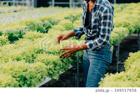 Young Asian woman and senior man farmer working together in organic hydroponic salad vegetable farm. Modern vegetable garden owner using digital tablet inspect quality of lettuce in greenhouse garden. Young Asian woman and senior man farmer working together in organic hydroponic salad vegetable farm. Modern vegetable garden owner using digital tablet inspect quality of lettuce in greenhouse garden. 109557938