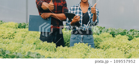 Young Asian woman and senior man farmer working together in organic hydroponic salad vegetable farm. Modern vegetable garden owner using digital tablet inspect quality of lettuce in greenhouse garden. Young Asian woman and senior man farmer working together in organic hydroponic salad vegetable farm. Modern vegetable garden owner using digital tablet inspect quality of lettuce in greenhouse garden. 109557952