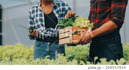 Young Asian woman and senior man farmer working together in organic hydroponic salad vegetable farm. Modern vegetable garden owner using digital tablet inspect quality of lettuce in greenhouse garden. 109557954