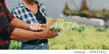 Young Asian woman and senior man farmer working together in organic hydroponic salad vegetable farm. Modern vegetable garden owner using digital tablet inspect quality of lettuce in greenhouse garden. 109557958