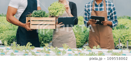 Young Asian woman and senior man farmer working together in organic hydroponic salad vegetable farm. Modern vegetable garden owner using digital tablet inspect quality of lettuce in greenhouse garden. 109558002