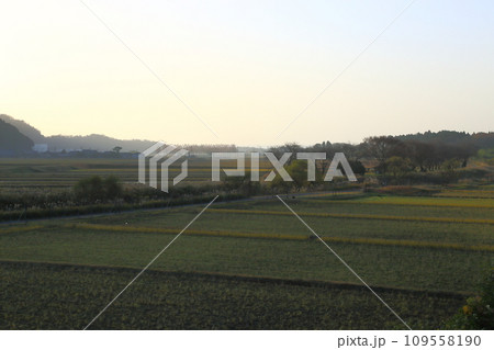県道287号のメタセコイア並木道の東側原風景 【滋賀県高島市マキノ町】 県道287号のメタセコイア並木道の東側原風景 【滋賀県高島市マキノ町】 109558190