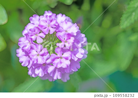 家の周りの草花 四季の色々 美しい可憐な花びら 鮮やかなムラサキの花 バーベナ 家の周りの草花 四季の色々 美しい可憐な花びら 鮮やかなムラサキの花 バーベナ 109558232