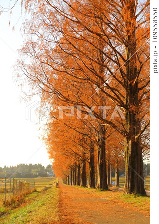 メタセコイア並木・12月 【滋賀県高島市マキノ町】 109558550