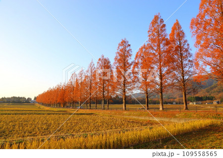 メタセコイア並木・12月 【滋賀県高島市マキノ町】 109558565