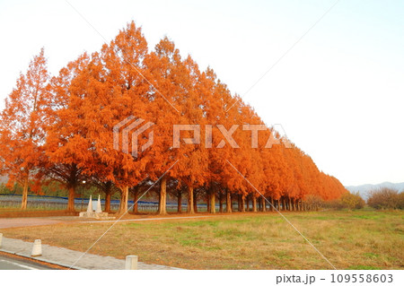 メタセコイア並木・12月 【滋賀県高島市マキノ町】 109558603