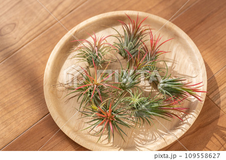 エアプランツ  チランジア　フエゴ 109558627