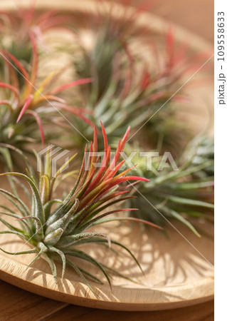 エアプランツ  チランジア　フエゴ 109558633