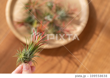 エアプランツ チランジア フエゴ エアプランツ チランジア フエゴ 109558638