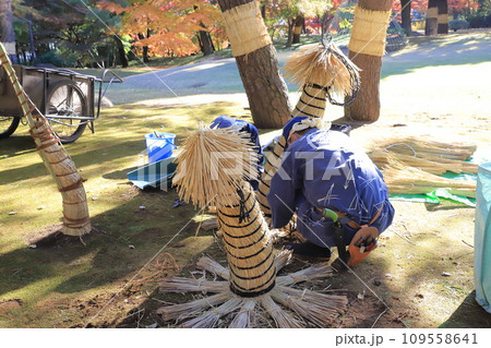 藁囲いする植木職人 109558641