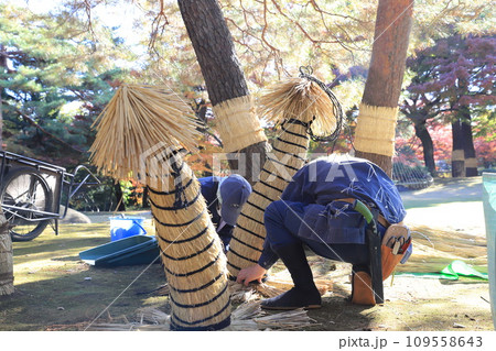 藁囲いする植木職人 109558643