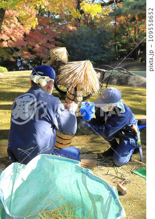 藁囲いする植木職人 109558652