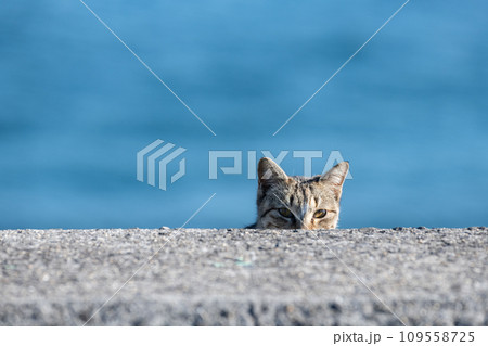 チラ見する猫 キジトラ猫 チラ見する猫 キジトラ猫 109558725