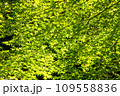 緑鮮やかなモミジ 109558836