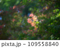 ソフトな雰囲気の色づいたモミジ 109558840