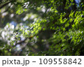 ソフトな雰囲気の緑色のモミジ 109558842