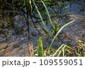 水中生物がいそうな小川 109559051