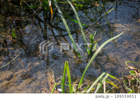 水中生物がいそうな小川 水中生物がいそうな小川 109559051