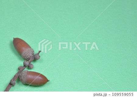 薄緑背景の画面左下にどんぐり2個 薄緑背景の画面左下にどんぐり2個 109559055