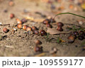 土の上に落ちているどんぐりのアップ 109559177