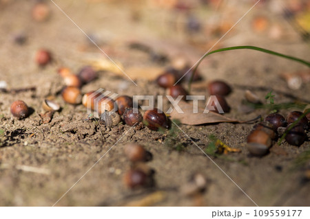 土の上に落ちているどんぐりのアップ 109559177