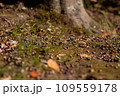 木から落ちたどんぐりの実 109559178
