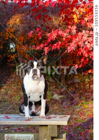 綺麗な紅葉の前でベンチに座って見つめるボストンテリアのマイティ君♡ 109559356