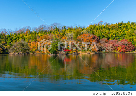湖上の小島に浮かぶ鳥居　一碧湖　（いっぺきこ）　紅葉　伊豆　伊東 109559505