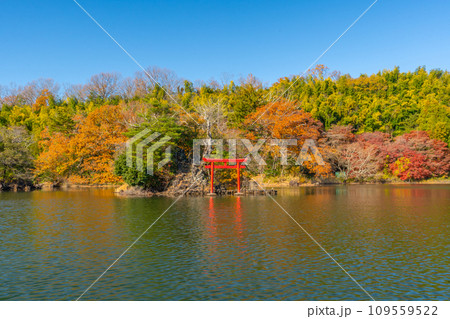 一碧湖　（いっぺきこ）　紅葉　伊豆　伊東 109559522