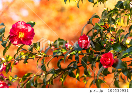 モミジの紅葉をバックに赤サザンカを撮る モミジの紅葉をバックに赤サザンカを撮る 109559951