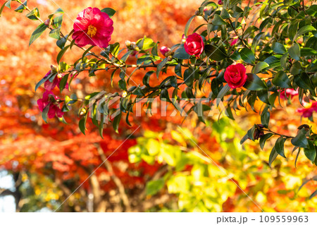 モミジの紅葉をバックに赤サザンカを撮る モミジの紅葉をバックに赤サザンカを撮る 109559963