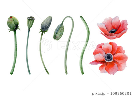 Red poppy flowers with stems, leaves and buds watercolor illustration set isolated on white background. Meadow wildflower anemone blossom collection for spring designs 109560201