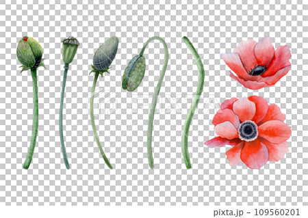 Red poppy flowers with stems, leaves and buds watercolor illustration set isolated on white background. Meadow wildflower anemone blossom collection for spring designs 109560201
