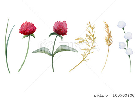 Red clover flowers and field grass watercolor illustration set isolated on white background. Botanical wildflowers clipart for spring and summer floral designs and rustic weddings Red clover flowers and field grass watercolor illustration set isolated on white background. Botanical wildflowers clipart for spring and summer floral designs and rustic weddings 109560206