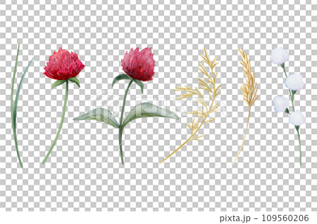 Red clover flowers and field grass watercolor illustration set isolated on white background. Botanical wildflowers clipart for spring and summer floral designs and rustic weddings Red clover flowers and field grass watercolor illustration set isolated on white background. Botanical wildflowers clipart for spring and summer floral designs and rustic weddings 109560206