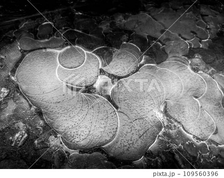 薄氷～零下の朝～ 109560396