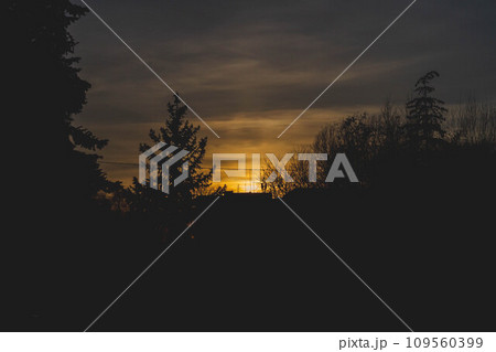 Silhouettes of trees at sunset. Dark tree branches against the bright sun. Silhouettes of trees at sunset. Dark tree branches against the bright sun. 109560399