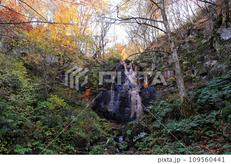 裏磐梯の紅葉 磐梯山ゴールドライン まぼろしの滝 裏磐梯の紅葉 磐梯山ゴールドライン まぼろしの滝 109560441