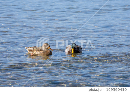 冬の琵琶湖で泳ぐマガモのペア 109560450