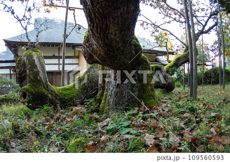 国指定天然記念物　勝源院の逆さカシワ晩秋　岩手県 109560593