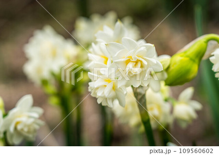 早春の白い水仙の花 早春の白い水仙の花 109560602