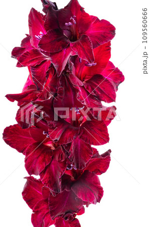 gladiolus flowers isolated gladiolus flowers isolated 109560666